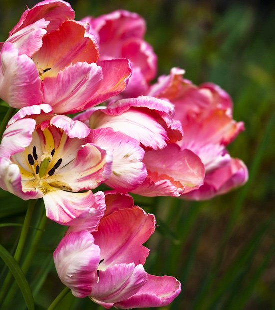 Parrot Tulips by Laura Berman