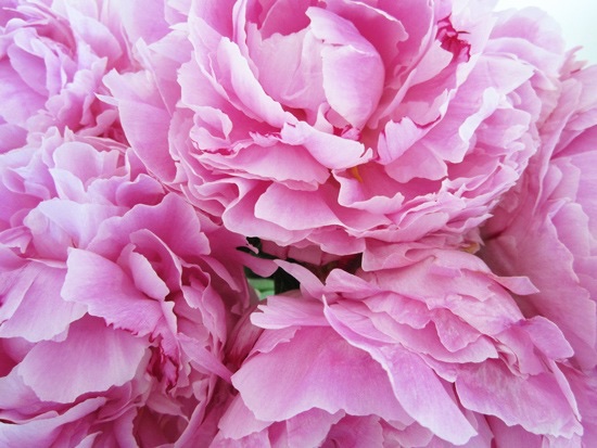 Peonies