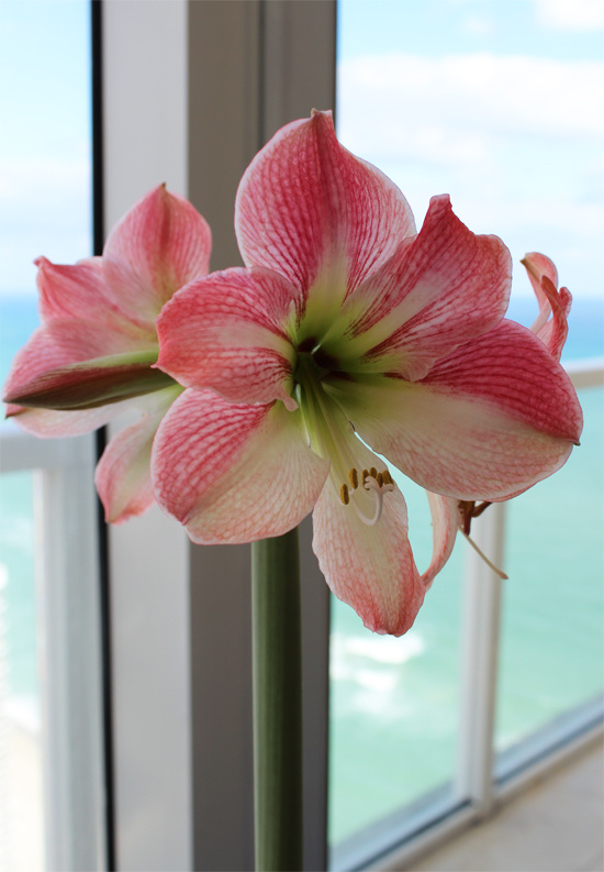 Spring Amaryllis at Life's Dandies